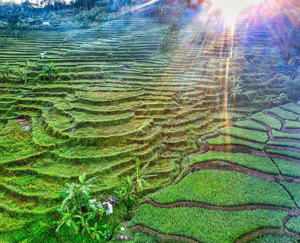 Aerial view of sunlit rice terraces in West Java, Indonesia, showcasing lush greenery.